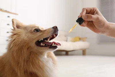CBD olie hond dosering